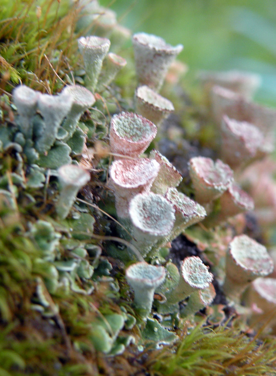 Tutte Cladonia pyxidata?